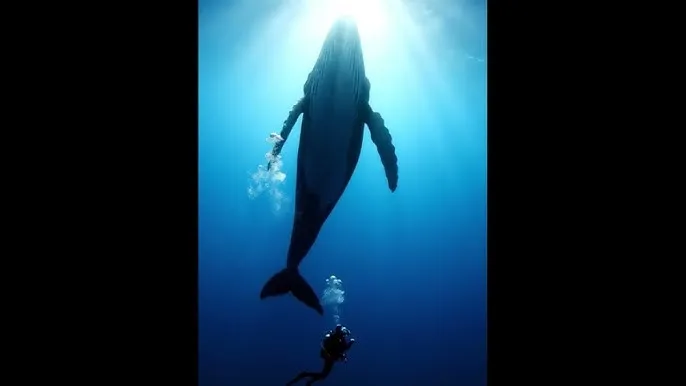 抖阴 - 海上游牧民纪录片